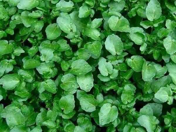 Watercress Seeds (Xi Yang Cai|西洋菜 / Dou Ban Cai|豆瓣菜) – Edible Leafy Green – Hydroponic & Soil – Hundreds of Seeds