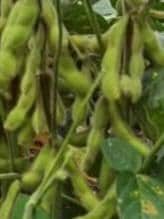 Edamame No. 3 Soybean Seeds – Non-GMO, Compact & High Yield Variety | 12 Seeds | 毛豆3号