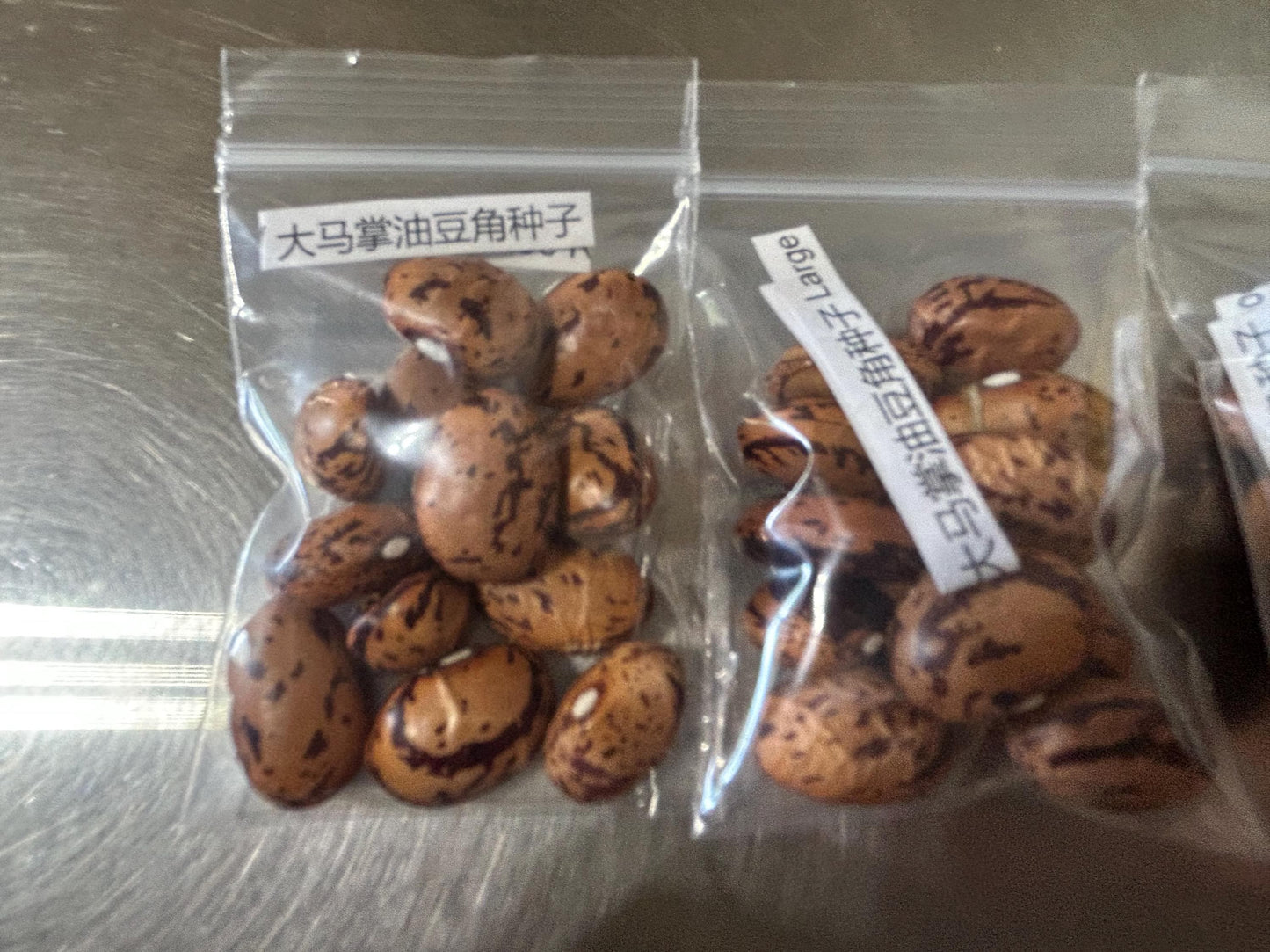 Large Horseshoe Runner Bean Seeds / 大马掌油豆角种子; Wide, Purple-Streaked Pods, High-Yield Climbing Vine, 12 Seeds