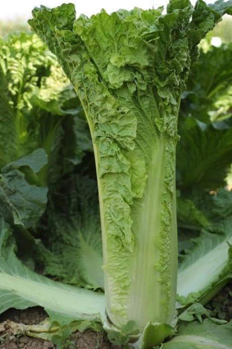Tianjin Qingma Leaf Chinese Cabbage Seeds 天津青麻叶 Heirloom Asian Vegetable Straight-Headed Variety for Hotpot Stir-Fry Soup