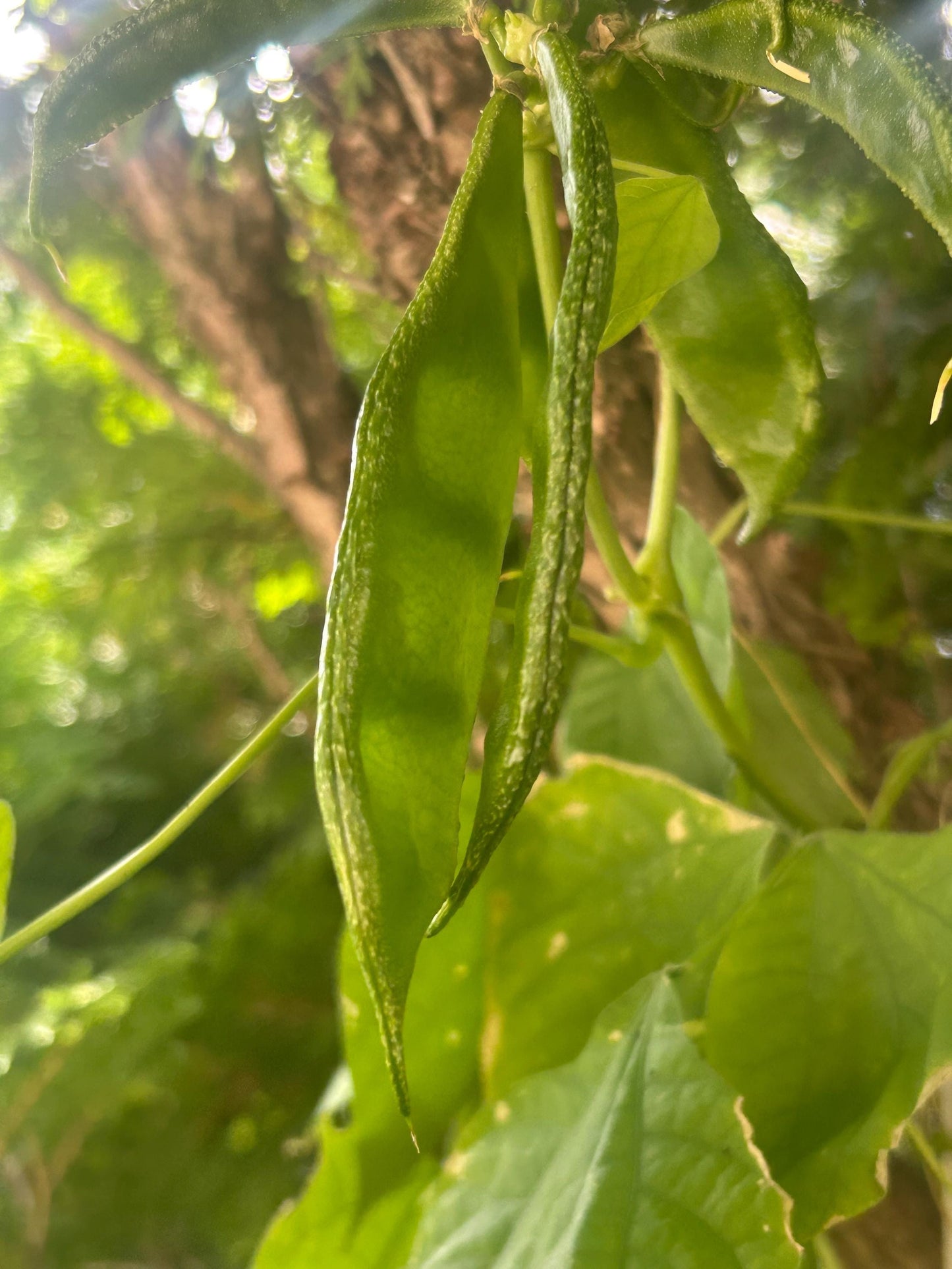 Certified Organic Green Hyacinth Bean Seeds / 青扁豆种子; High-Yield, Climbing Vine with Tender Green Pods and Beautiful Flowers, 12 Seeds