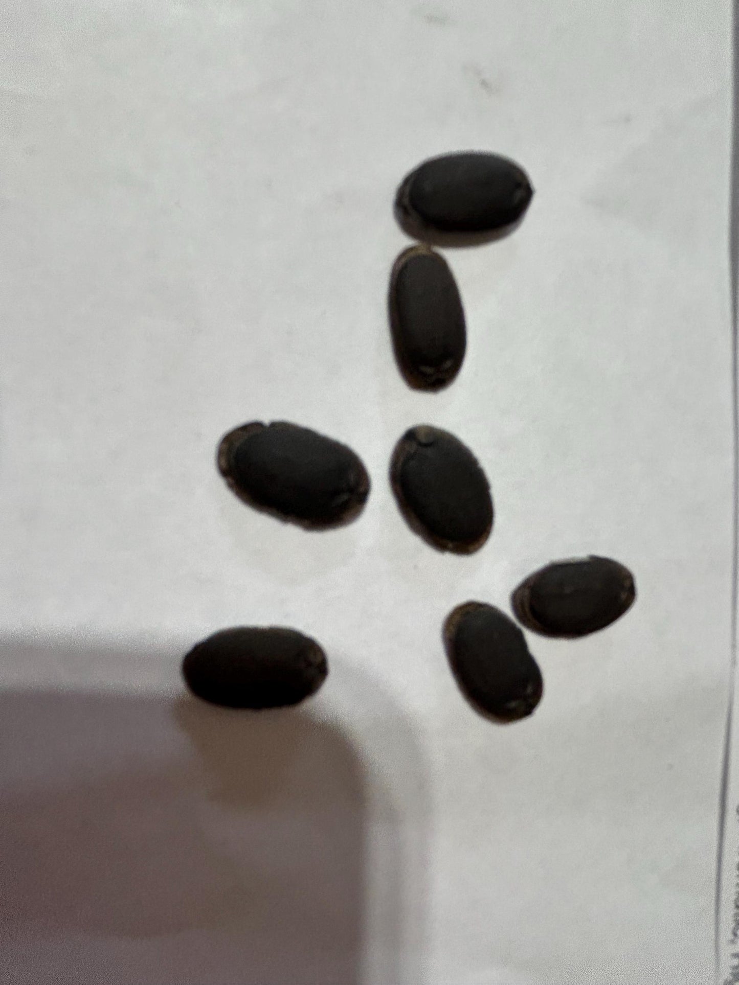 Long Fragrant Luffa Seeds / 长香丝瓜种子 – 7 Seeds per Pack | Early-Maturing, Aromatic, High-Yielding & Tender Textur