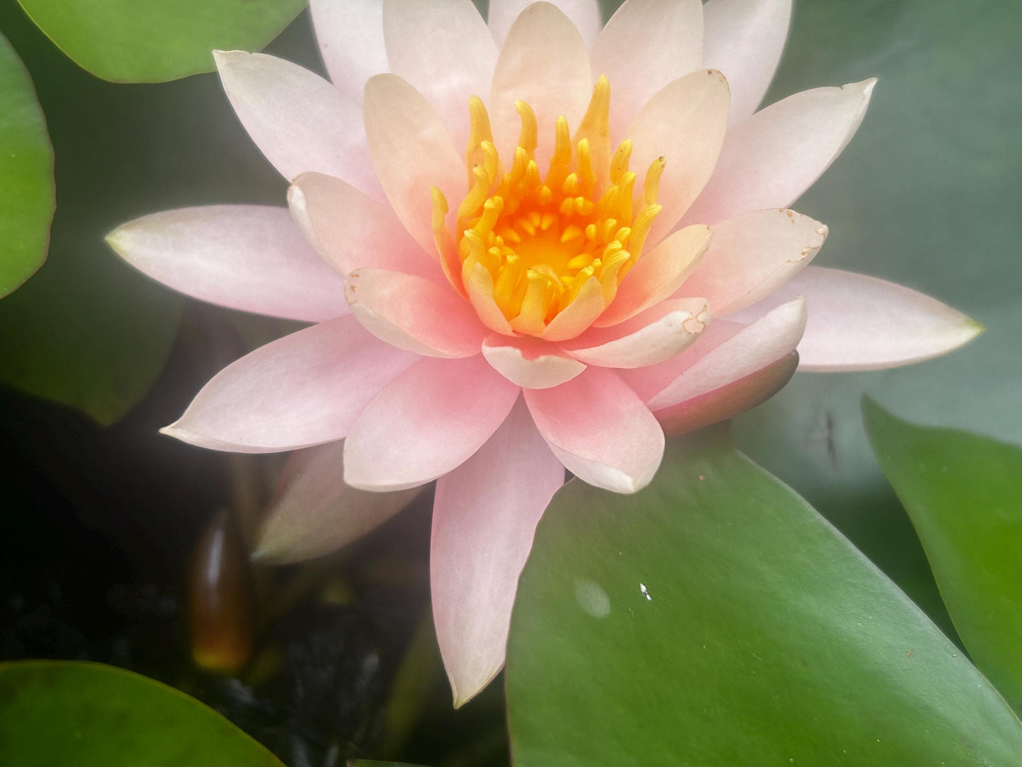 Pink Lotus Water Lily:-粉芸睡莲-Living Plant