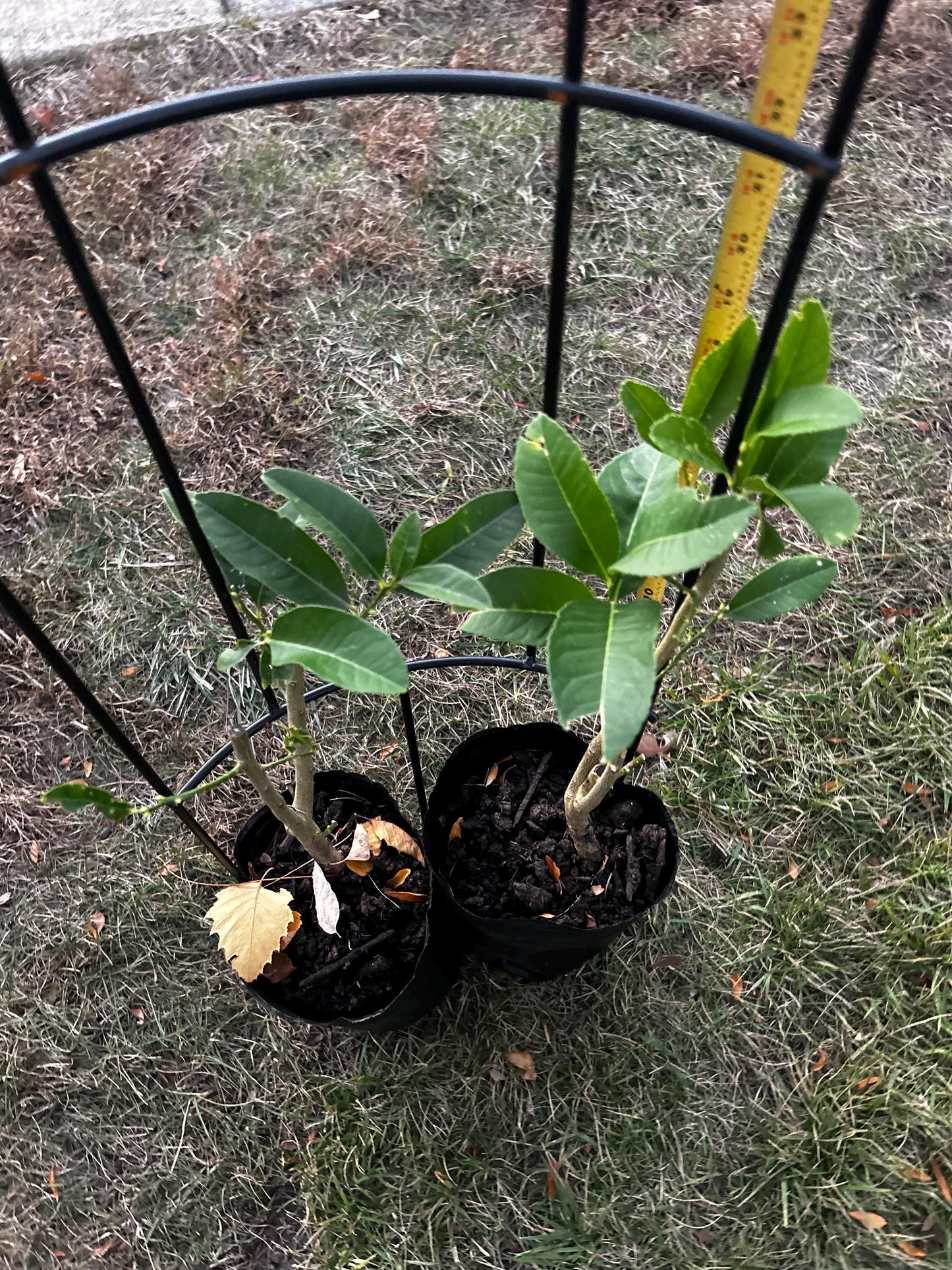 Buddha's Hand Citron Tree, 佛手柑, Living Plant, Approx. 1 Foot 7 Inches Tall, Shipped in Grow Bag