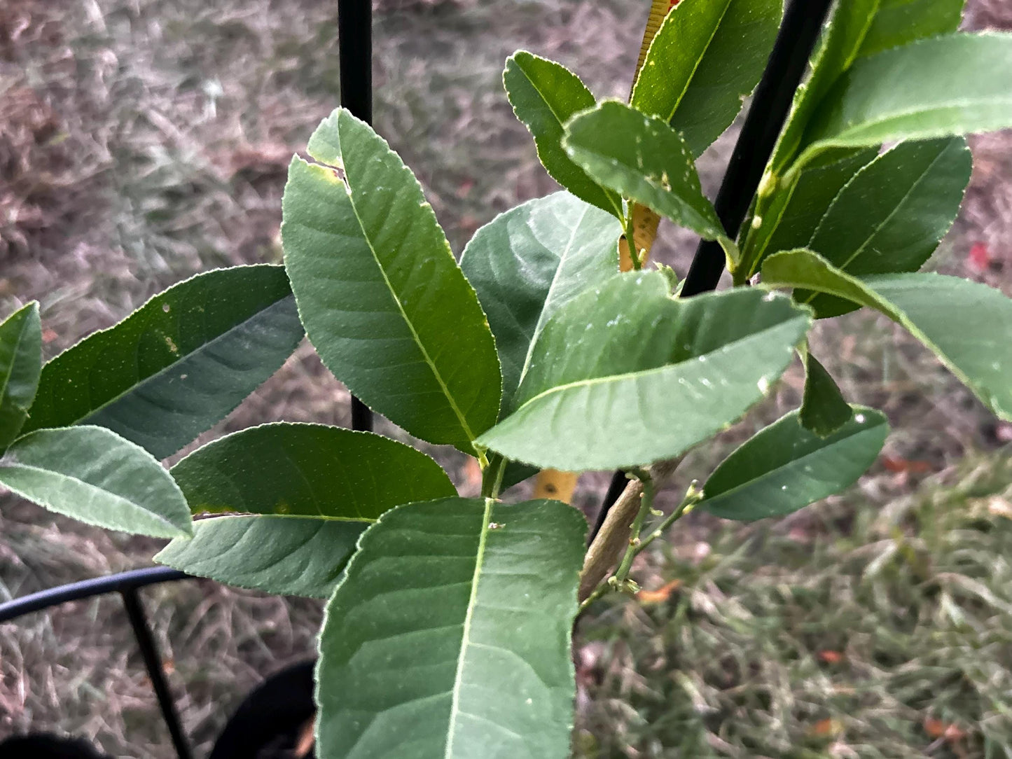 Buddha's Hand Citron Tree, 佛手柑, Living Plant, Approx. 1 Foot 7 Inches Tall, Shipped in Grow Bag