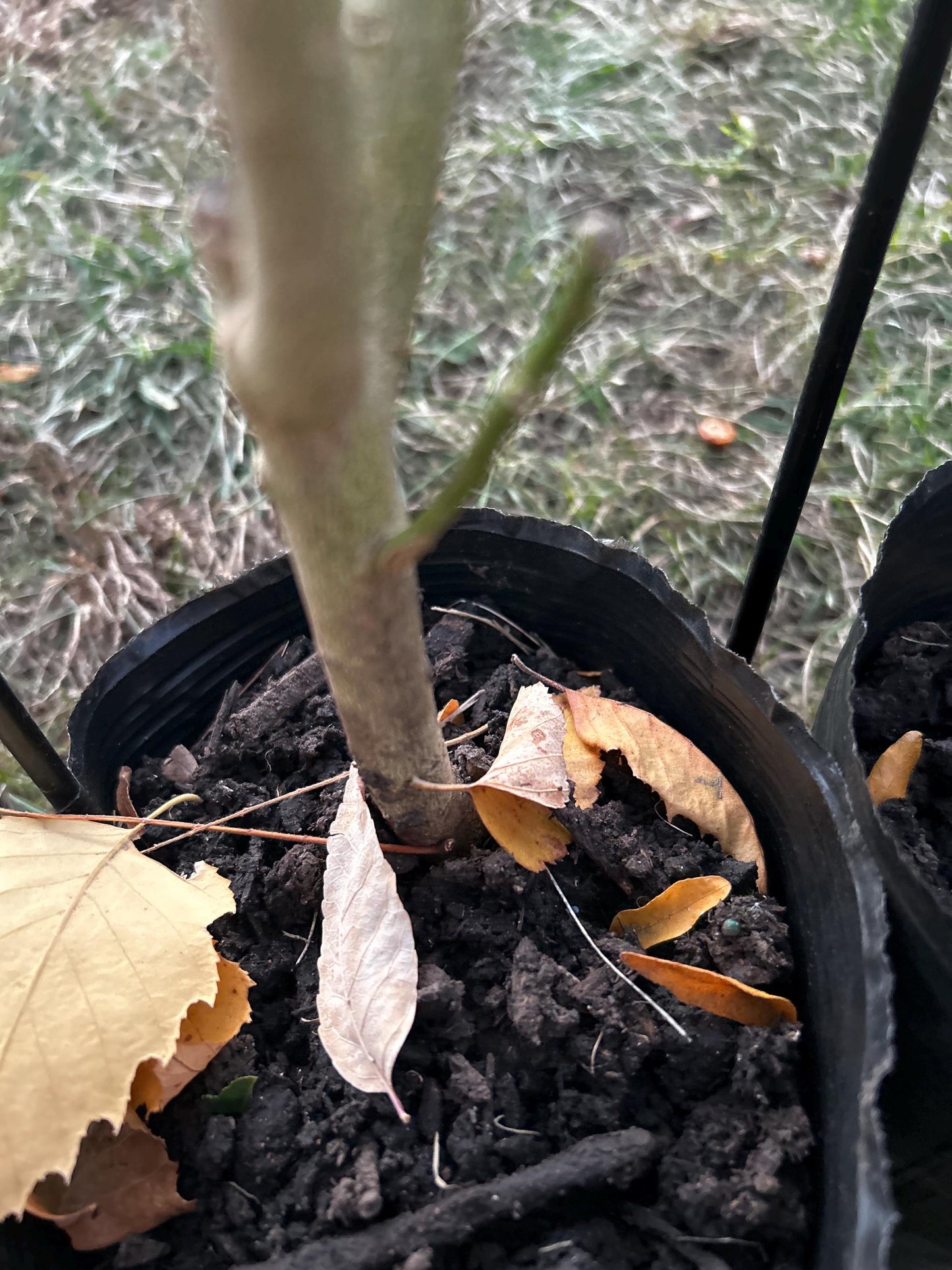 Buddha's Hand Citron Tree, 佛手柑, Living Plant, Approx. 1 Foot 7 Inches Tall, Shipped in Grow Bag