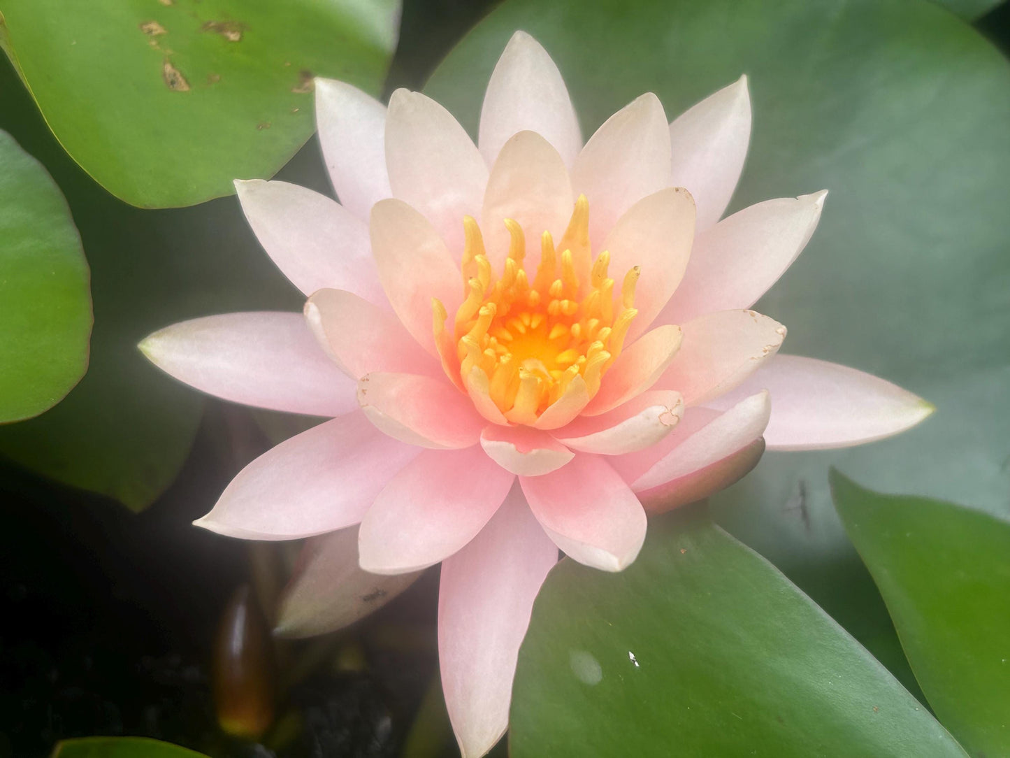 Pink Lotus Water Lily:-粉芸睡莲-Living Plant