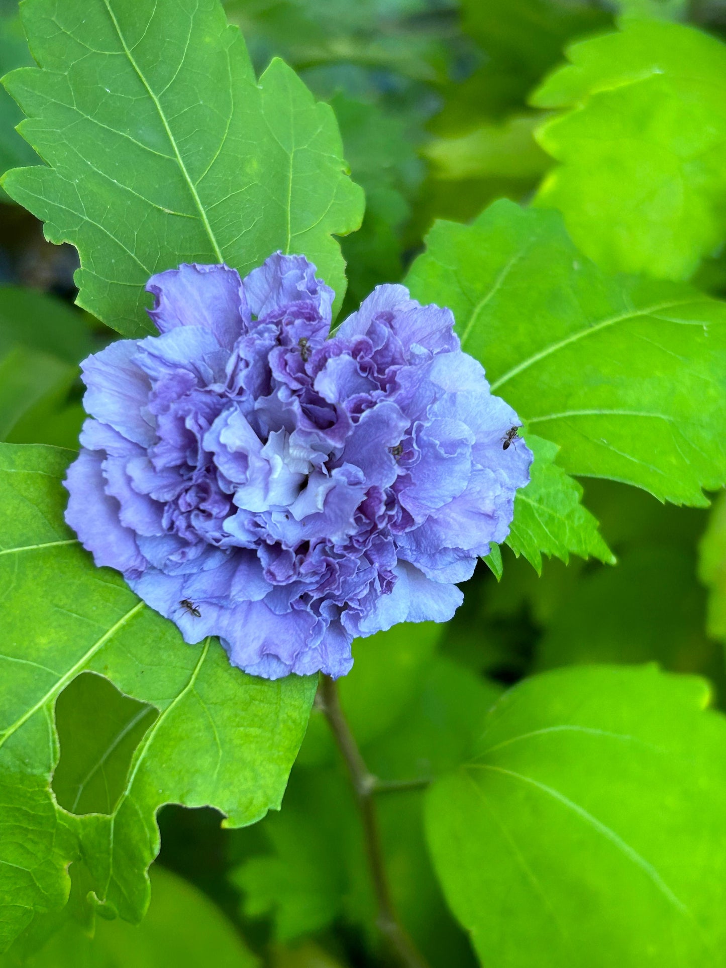 5 Gallon Japanese Purple Althea (Mukuge) - 日本紫玉木槿-Living Plant - Autumn Deciduous - 秋天落叶 - Normal Leaf Drop 正常叶落