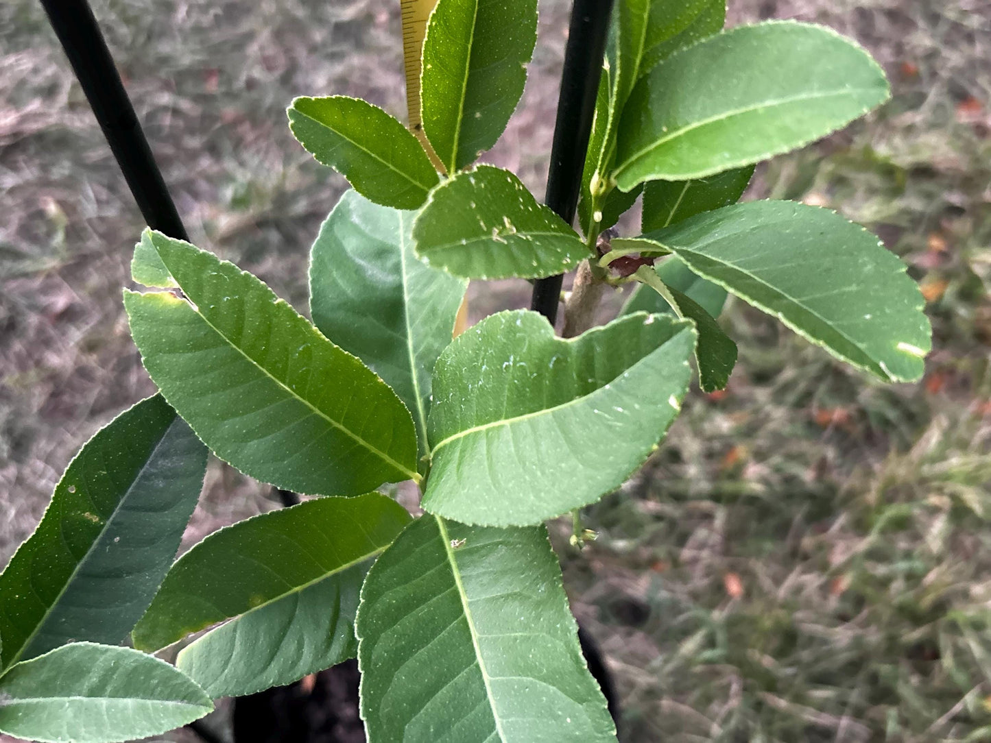Buddha's Hand Citron Tree, 佛手柑, Living Plant, Approx. 1 Foot 7 Inches Tall, Shipped in Grow Bag