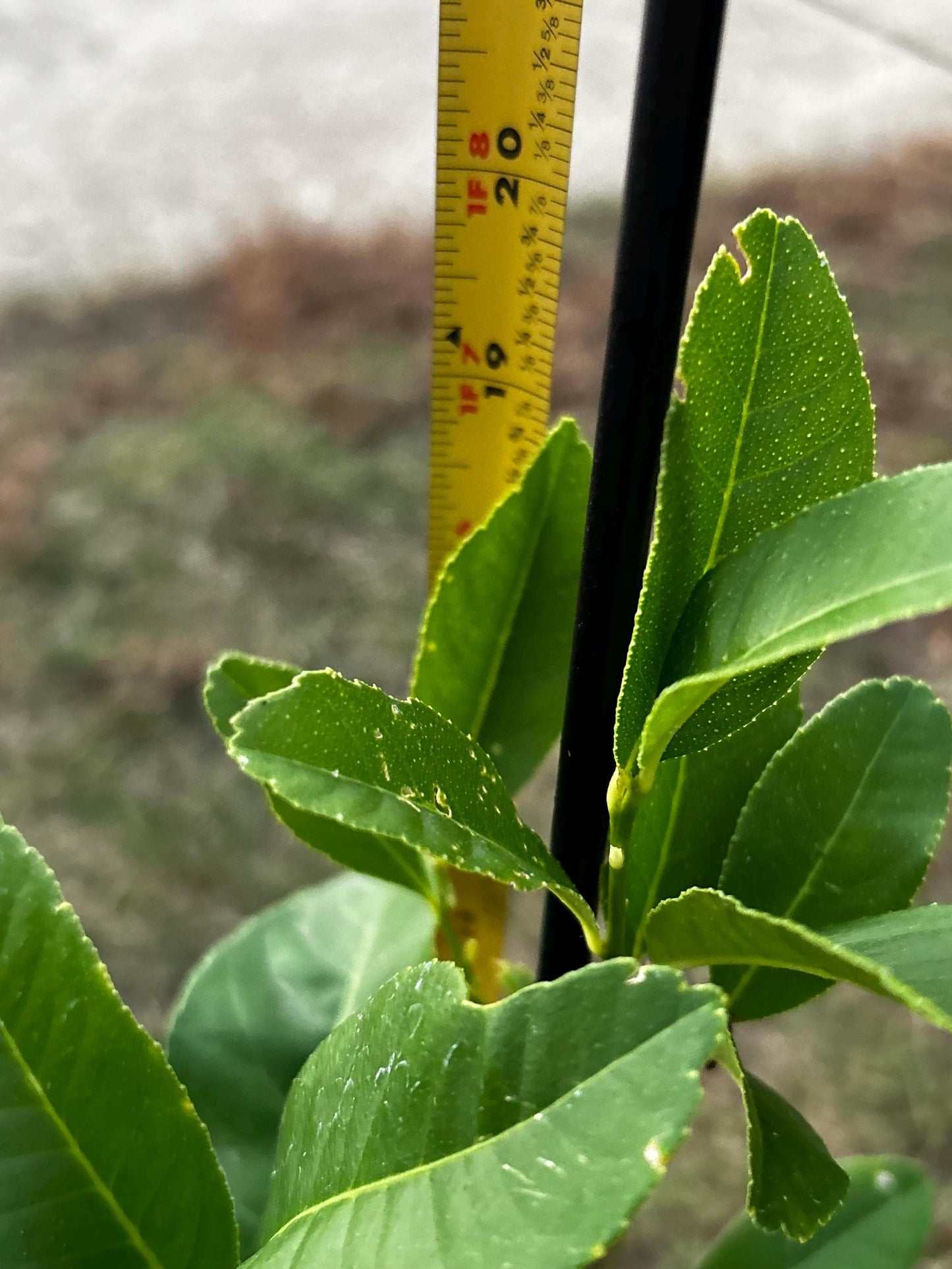 Buddha's Hand Citron Tree, 佛手柑, Living Plant, Approx. 1 Foot 7 Inches Tall, Shipped in Grow Bag