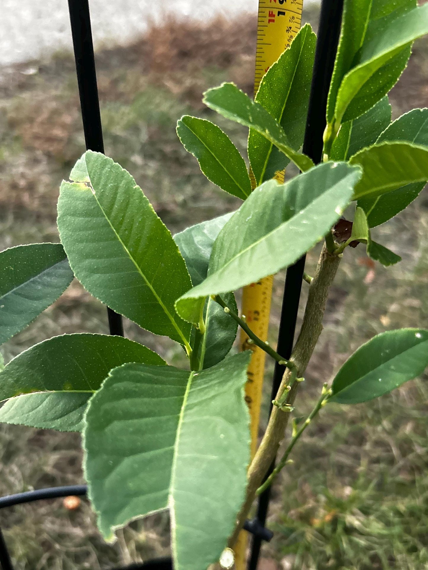 Buddha's Hand Citron Tree, 佛手柑, Living Plant, Approx. 1 Foot 7 Inches Tall, Shipped in Grow Bag