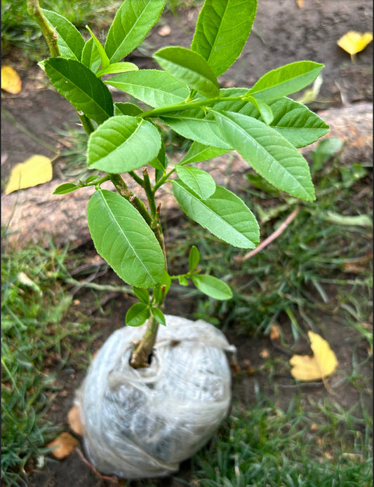 Buddha's Hand Citron Tree，佛手柑，living plant，2gal