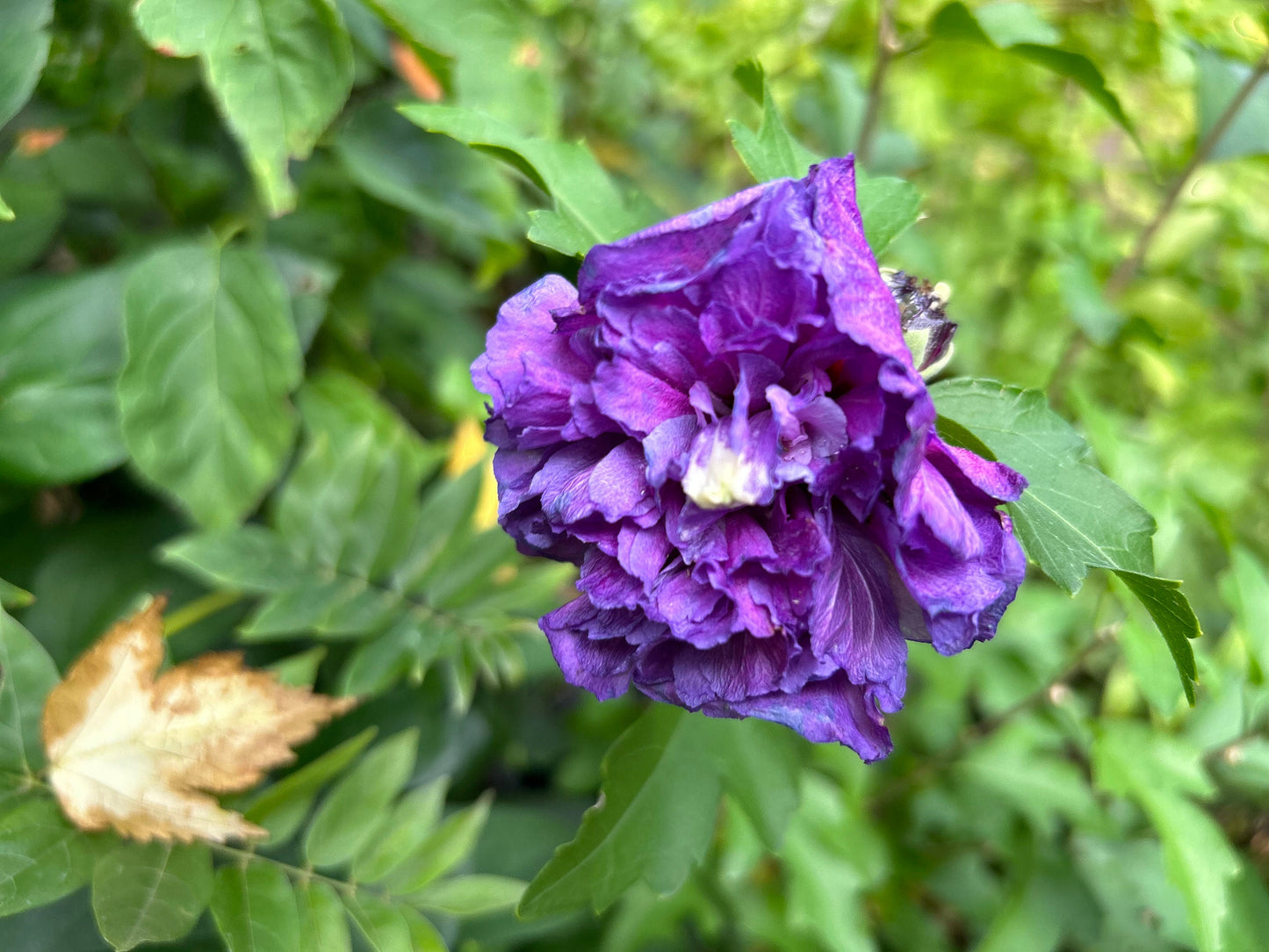 5 Gallon Japanese Purple Althea (Mukuge) - 日本紫玉木槿-Living Plant - Autumn Deciduous - 秋天落叶 - Normal Leaf Drop 正常叶落