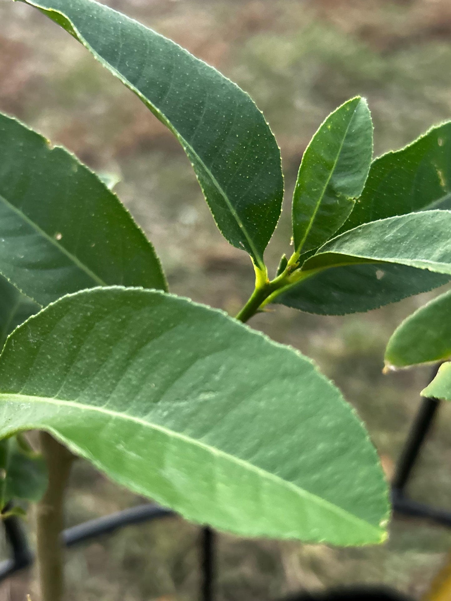 Buddha's Hand Citron Tree, 佛手柑, Living Plant, Approx. 1 Foot 7 Inches Tall, Shipped in Grow Bag