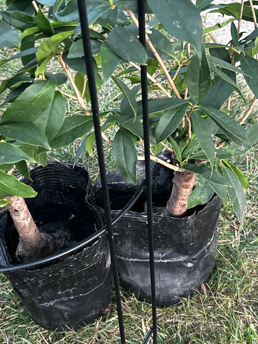 7-Gallon Osmanthus Fragrans (Ri Xiang) -日香桂-Large size,3ft Tall, 5cm Trunk Diameter, Shipped with Minimal Soil for Moisture