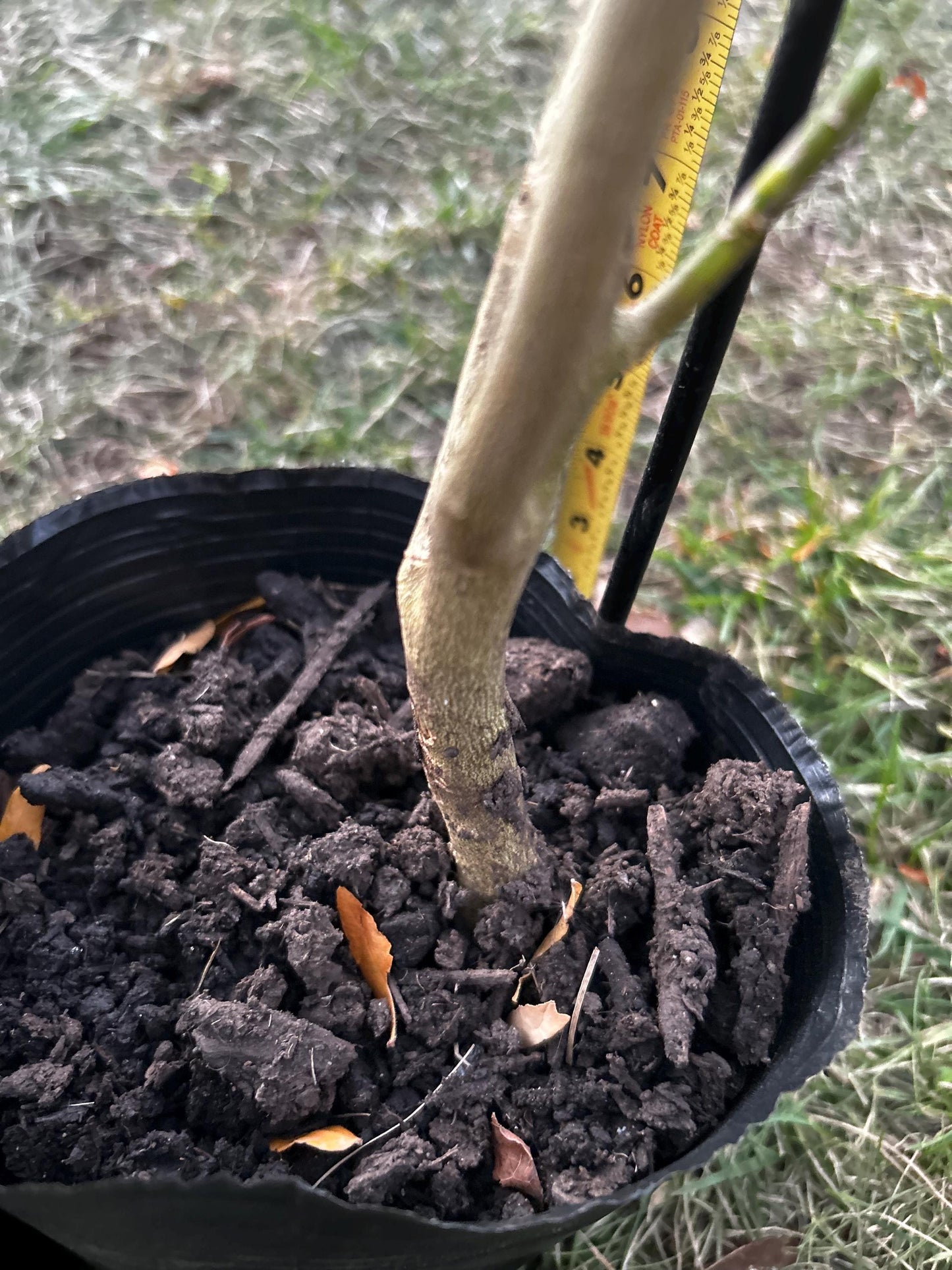 Buddha's Hand Citron Tree, 佛手柑, Living Plant, Approx. 1 Foot 7 Inches Tall, Shipped in Grow Bag