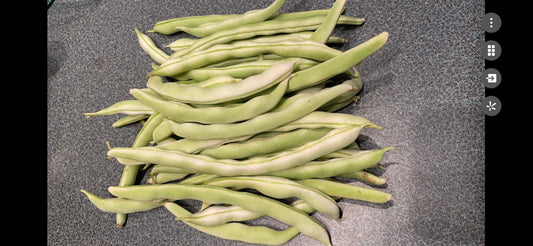 Organic Chinese nine-seed white runner beans，有机九粒白豆角种子，12 seeds