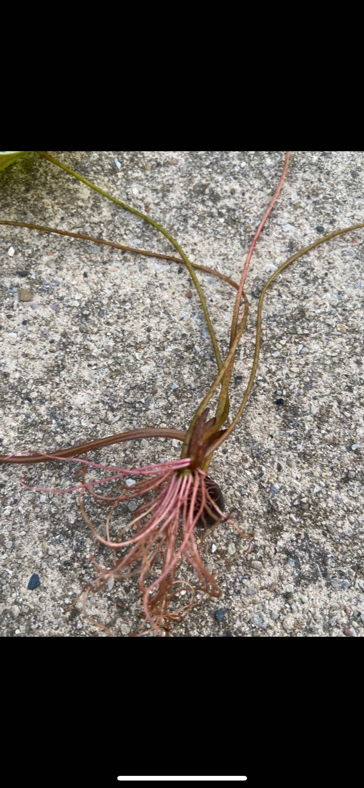 Mixed Lotus Flower Seeds without Openings，混合不开口的荷种，5 seeds