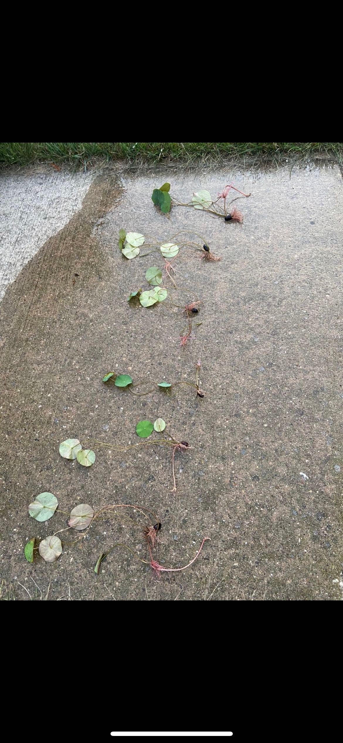 Mixed Lotus Flower Seeds without Openings，混合不开口的荷种，5 seeds