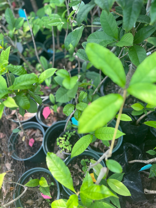 Osmanthus Fragrans，tian Xiang tai ge，天香台阁桂花，2gal， living plant
