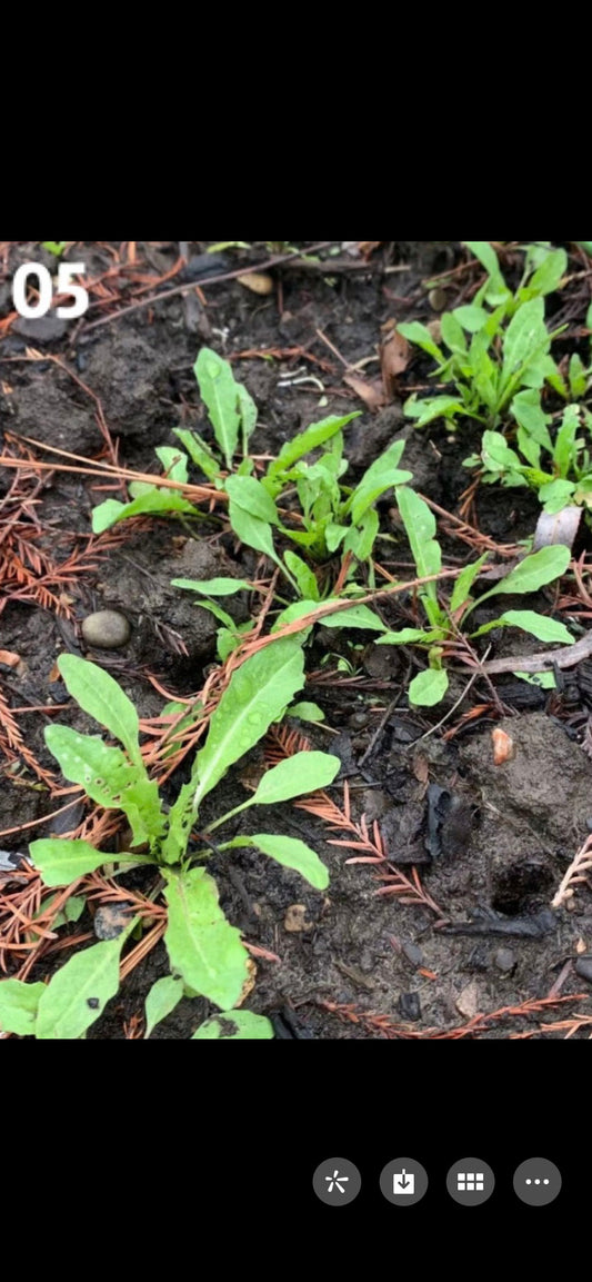 Organic Shepherd’s Purse Seeds | 有机荠菜种子 | Cool-Season Herb | Several Hundred to 1000 Seeds