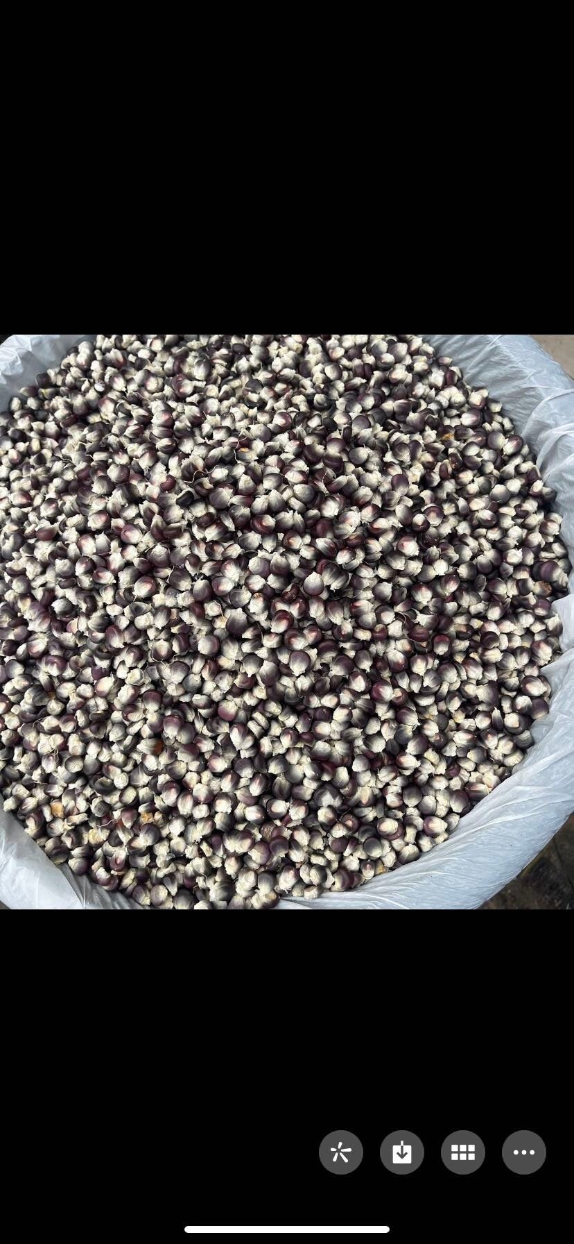 Black organic sticky corn seeds, 黑色有机糯玉米种子，30 seeds