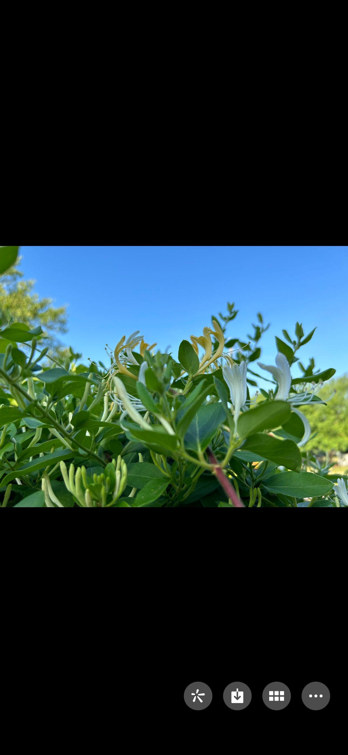 Japanese Honeysuckle，正宗食用金银花，living plant