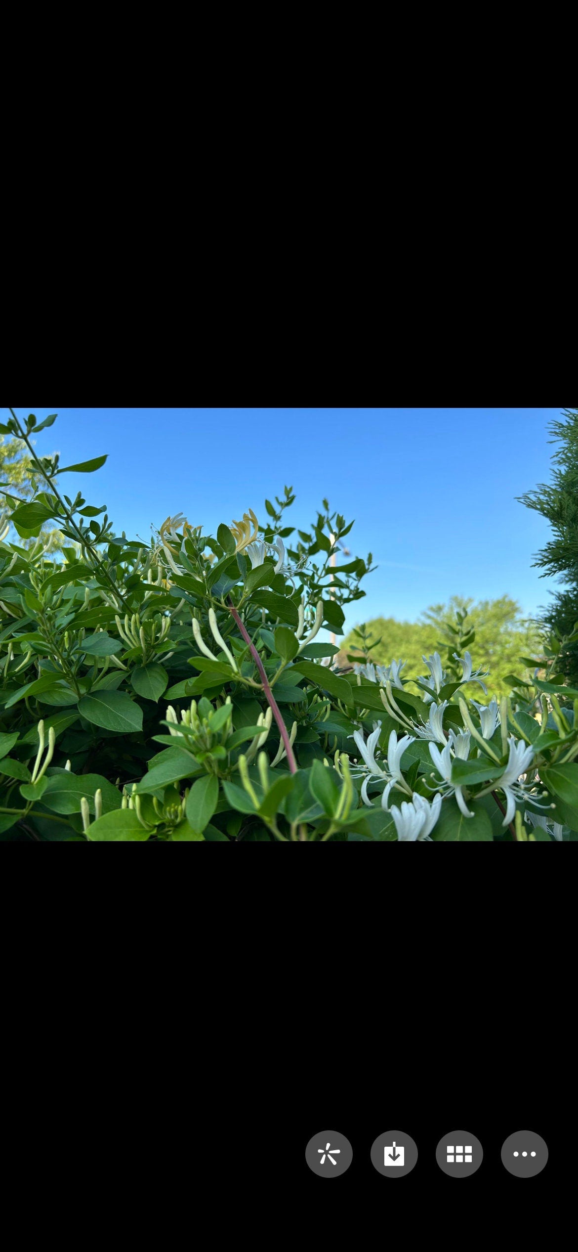 Japanese Honeysuckle，正宗食用金银花，living plant