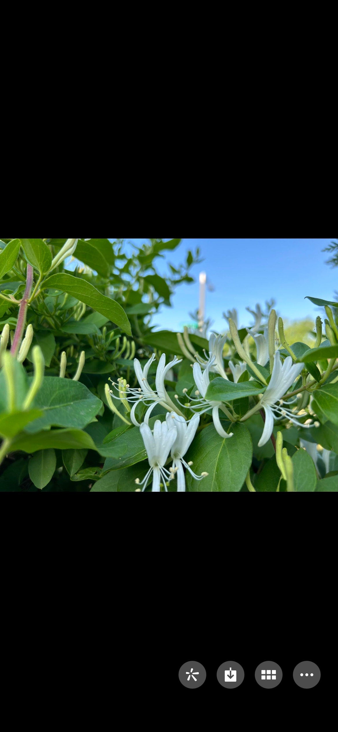 Japanese Honeysuckle，正宗食用金银花，living plant