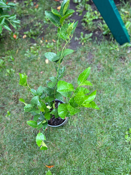 Persian Lime (Citrus latifolia) / Tahiti lime / Bearss lime，2Gal，living plant