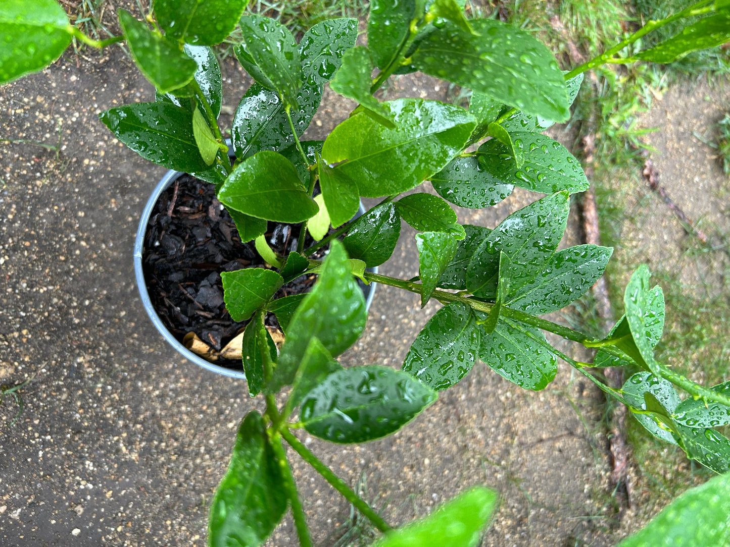 Persian Lime (Citrus latifolia) / Tahiti lime / Bearss lime，2Gal，living plant