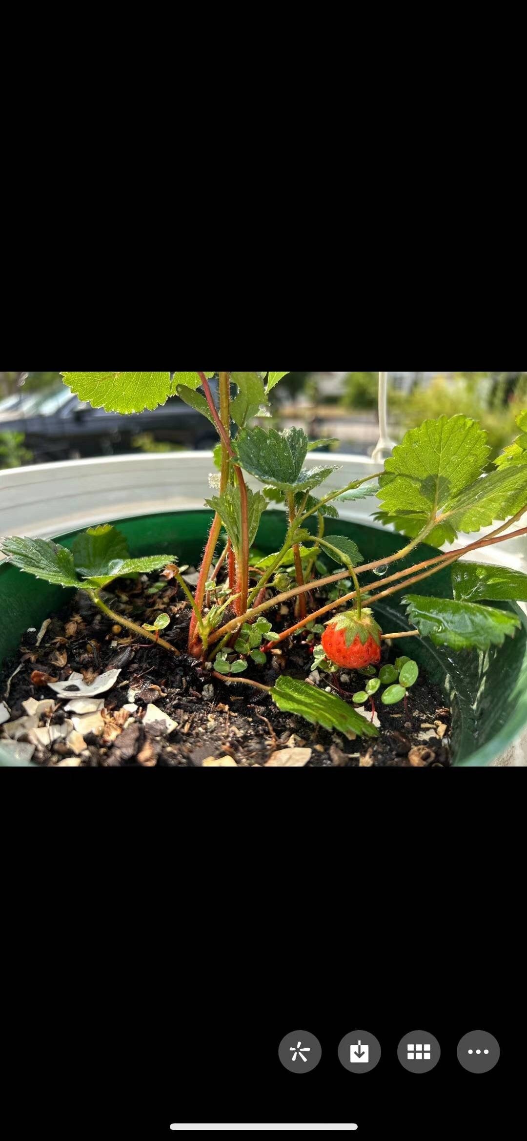 DanDong Creamy Red Beauty Strawberry Seedlings，丹东奶油红颜草莓苗，living plant