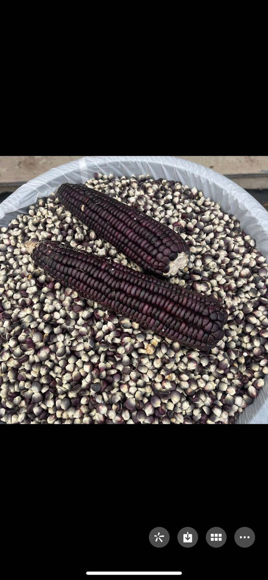 Black organic sticky corn seeds, 黑色有机糯玉米种子，30 seeds