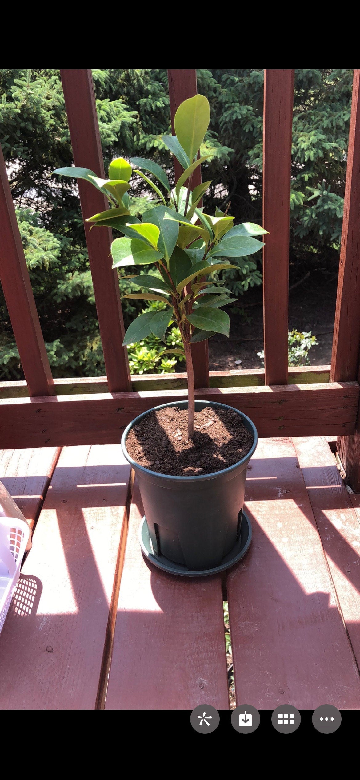 Camellia Sasanqua,Four Seasons Tea Tree,四季茶花树，2gal,living plant