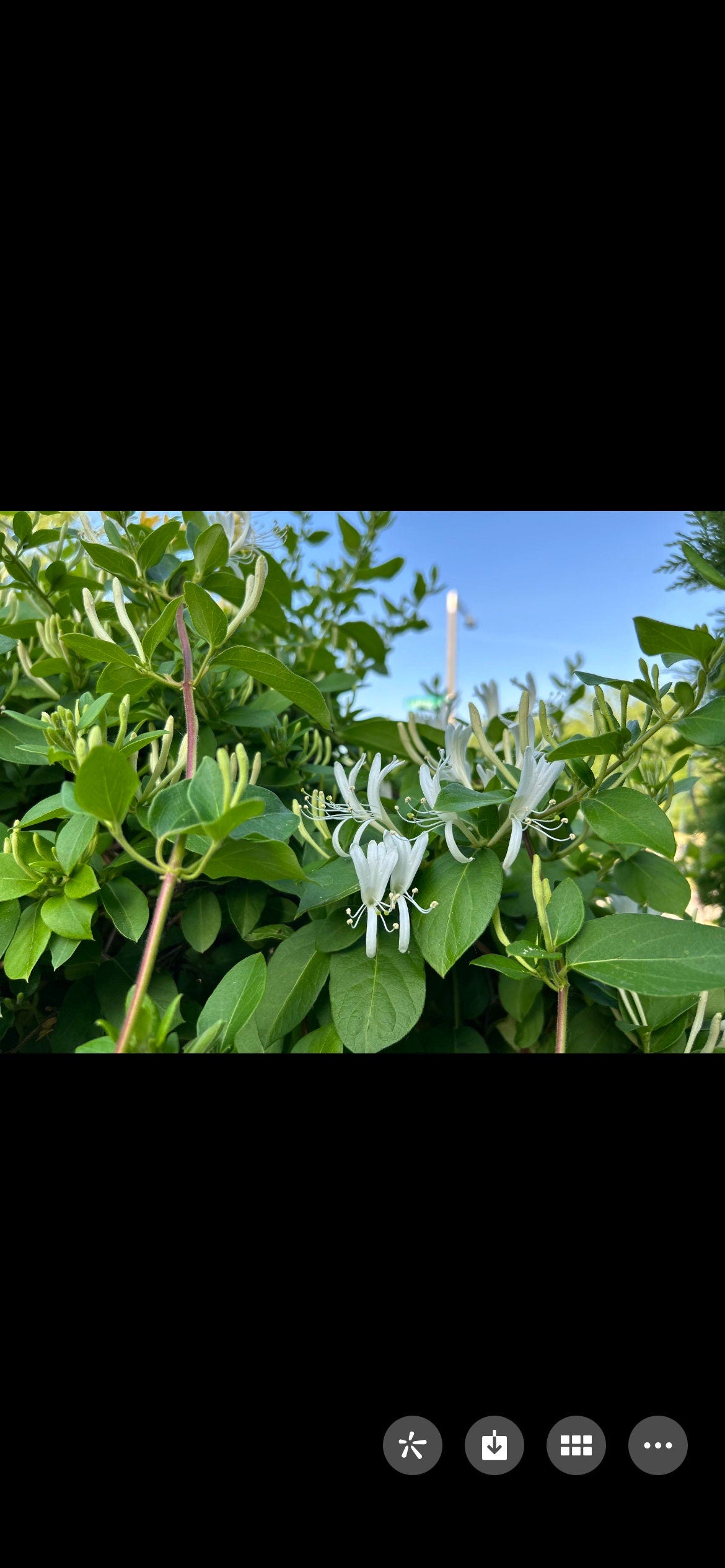 Japanese Honeysuckle，正宗食用金银花，living plant