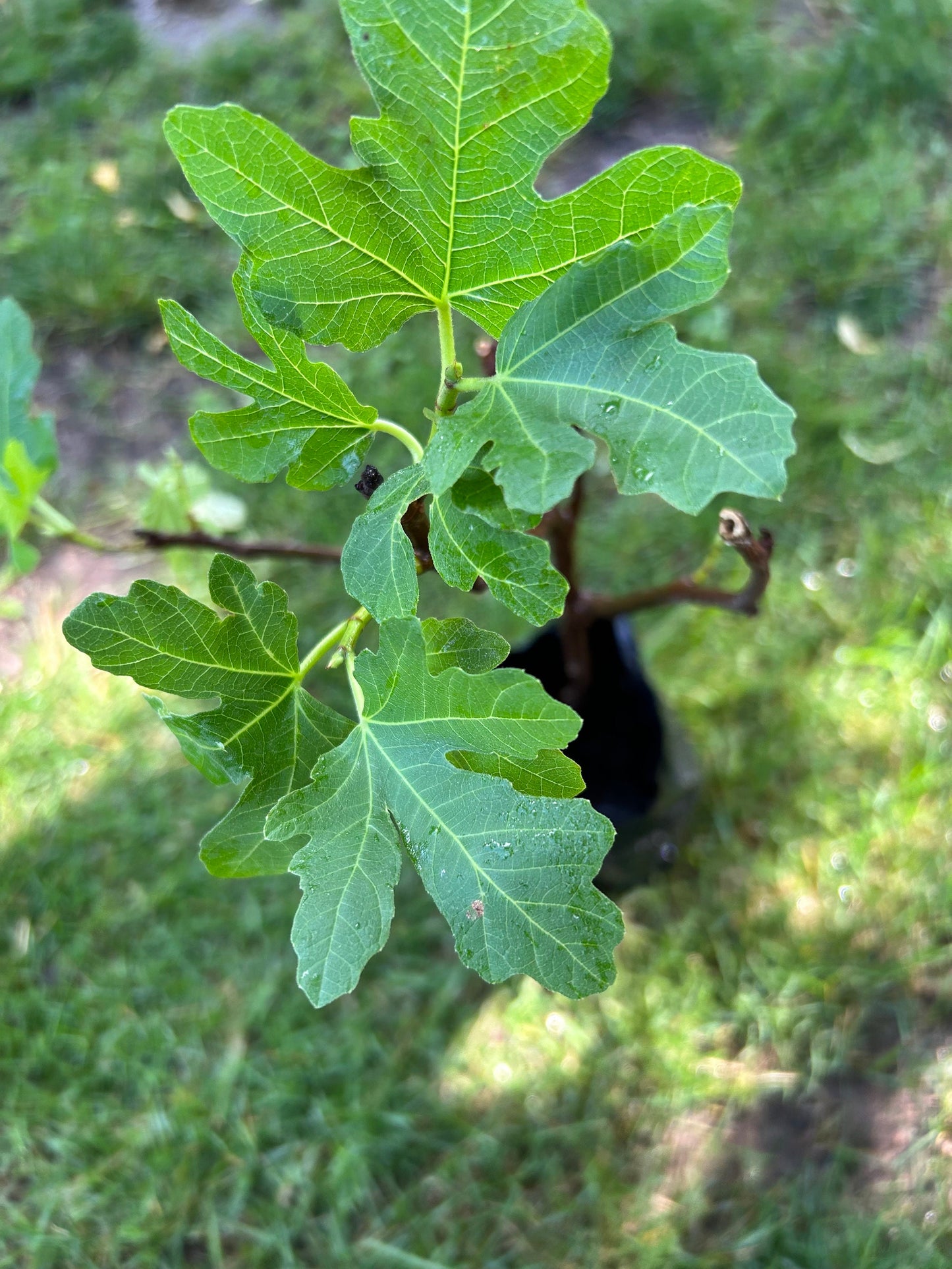 Brook red fig，布鲁克红，波姬红无花果，5gal，living plant