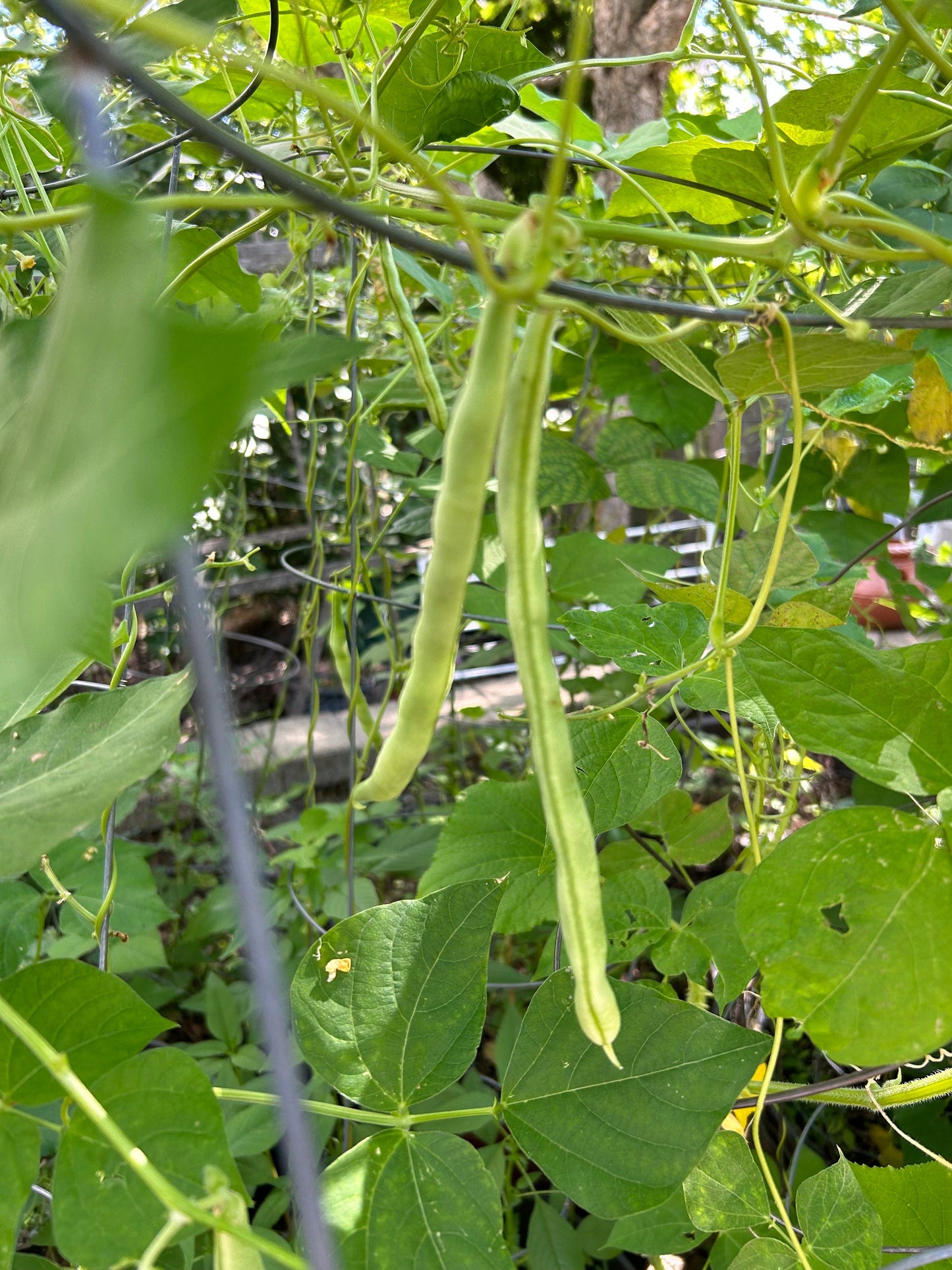Organic Chinese nine-seed white runner beans，有机九粒白豆角种子，12 seeds