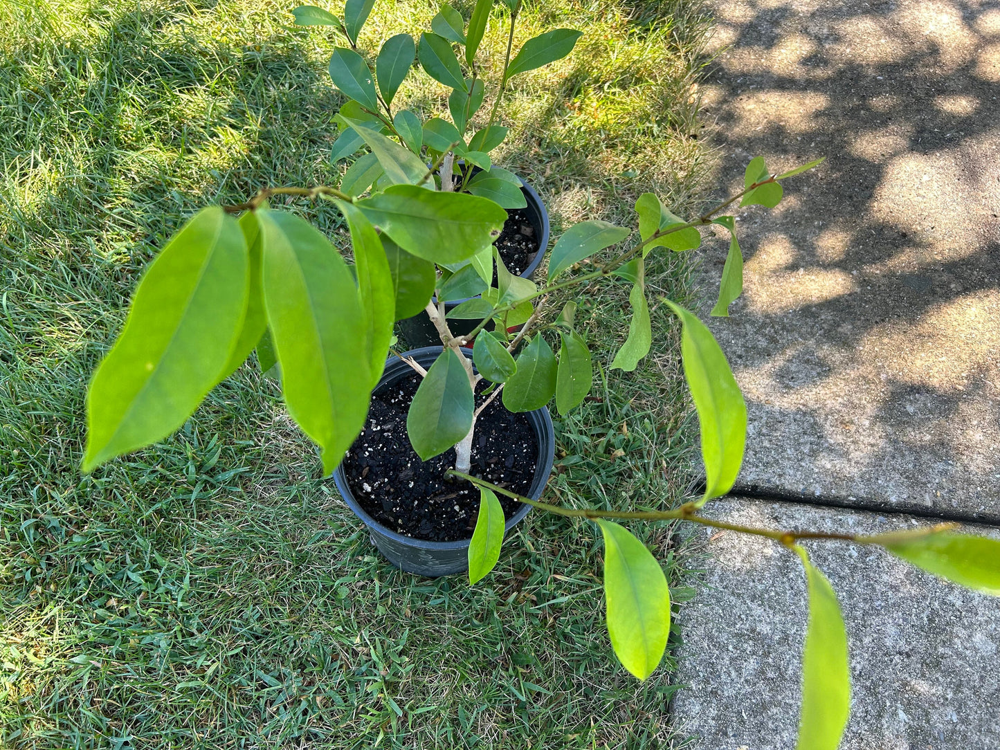 the Banana Shrub,Michelia figo,Port Wine Magnolia,含笑，3gal,living plant