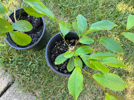 the Banana Shrub,Michelia figo,Port Wine Magnolia,含笑，2gal,living plant