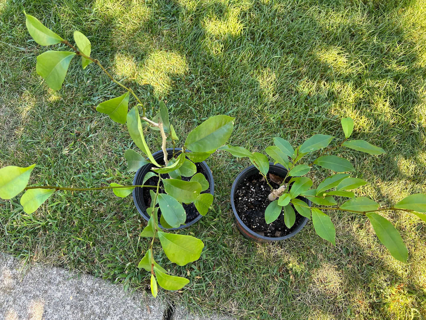 the Banana Shrub,Michelia figo,Port Wine Magnolia,含笑，3gal,living plant