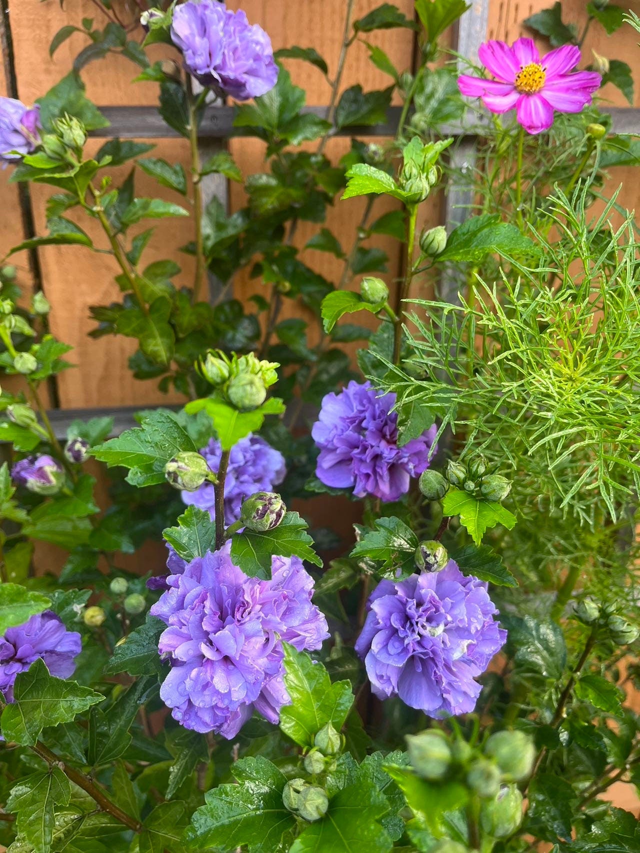 5 Gallon Japanese Purple Althea (Mukuge) - 日本紫玉木槿-Living Plant - Autumn Deciduous - 秋天落叶 - Normal Leaf Drop 正常叶落