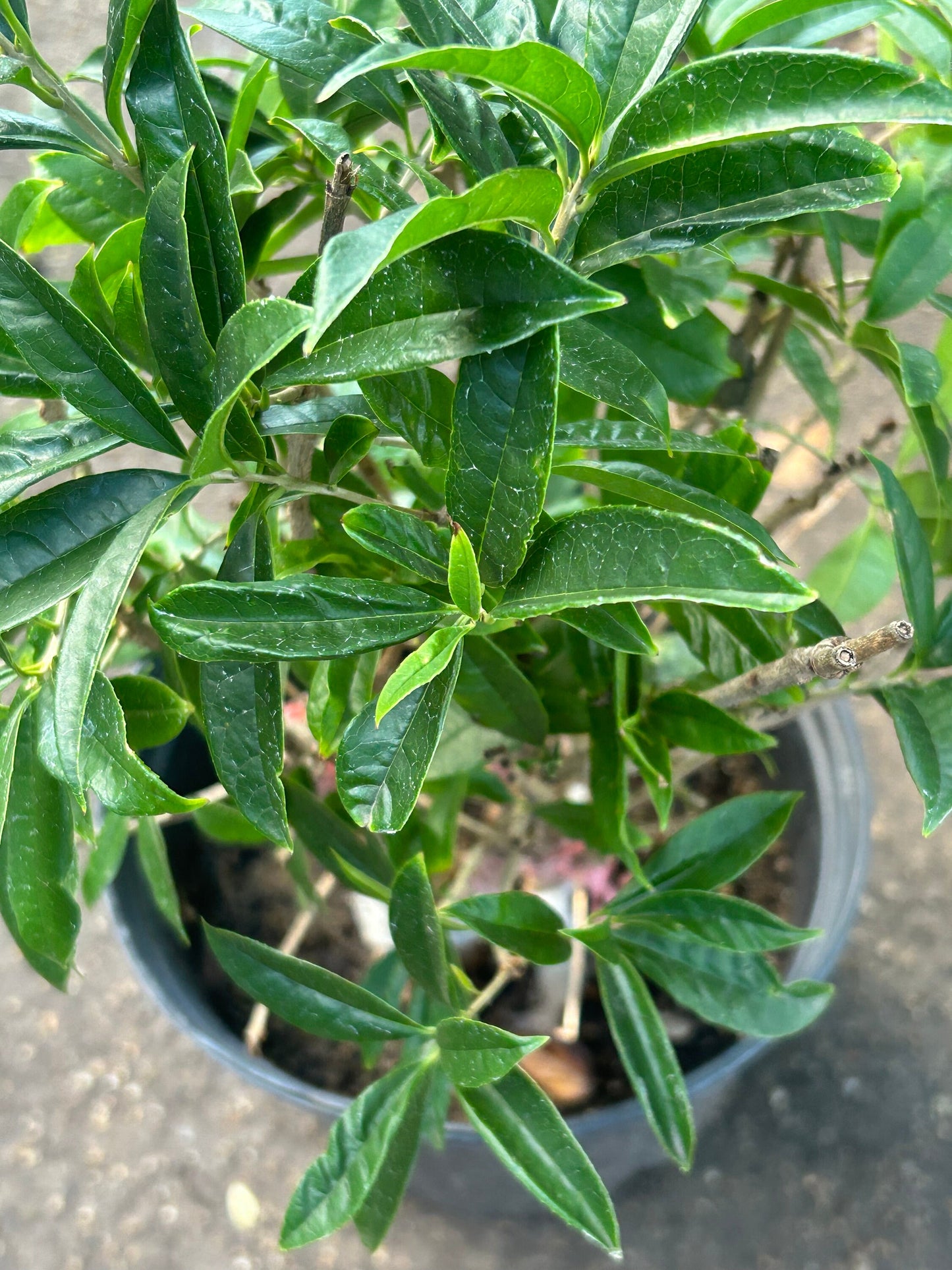 Agarwood Osmanthus ,沉香桂花，3gal,living plant