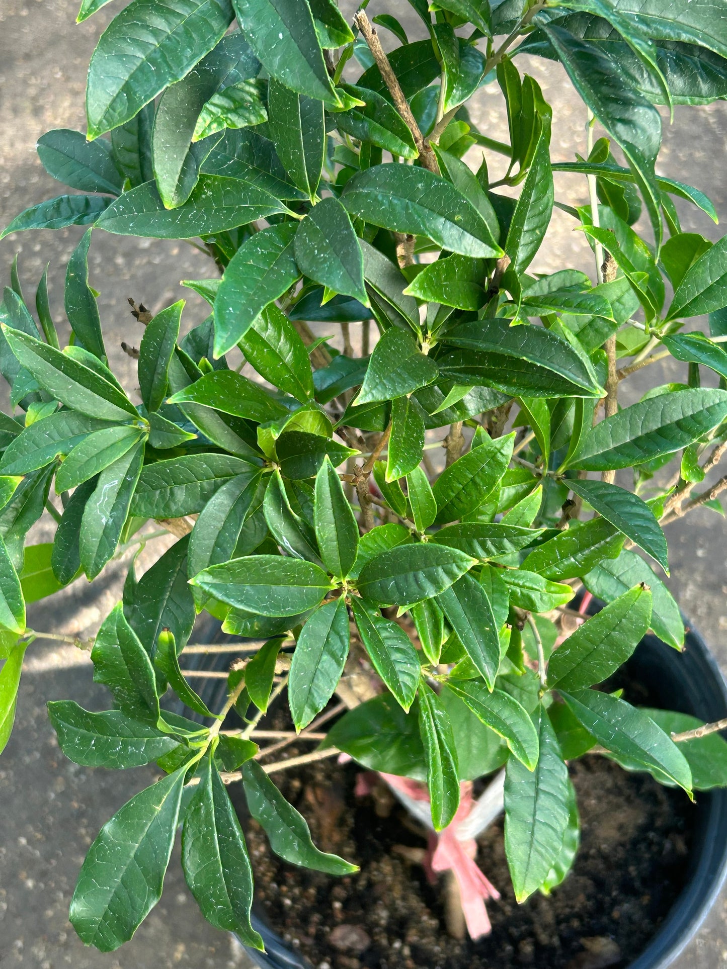 Agarwood Osmanthus ,沉香桂花，3gal,living plant