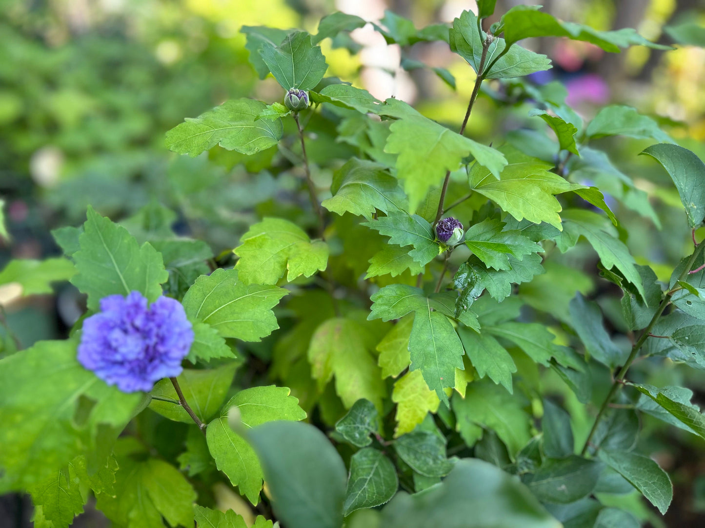 5 Gallon Japanese Purple Althea (Mukuge) - 日本紫玉木槿-Living Plant - Autumn Deciduous - 秋天落叶 - Normal Leaf Drop 正常叶落