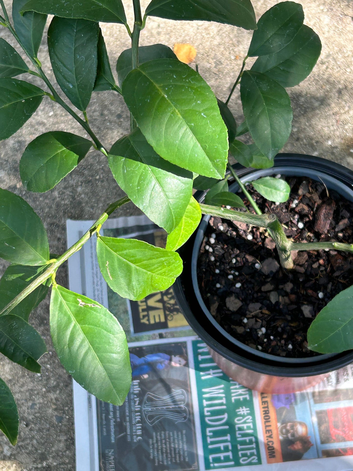 Improved Meyer Lemon (Citrus x meyeri)，2Gal，living plant