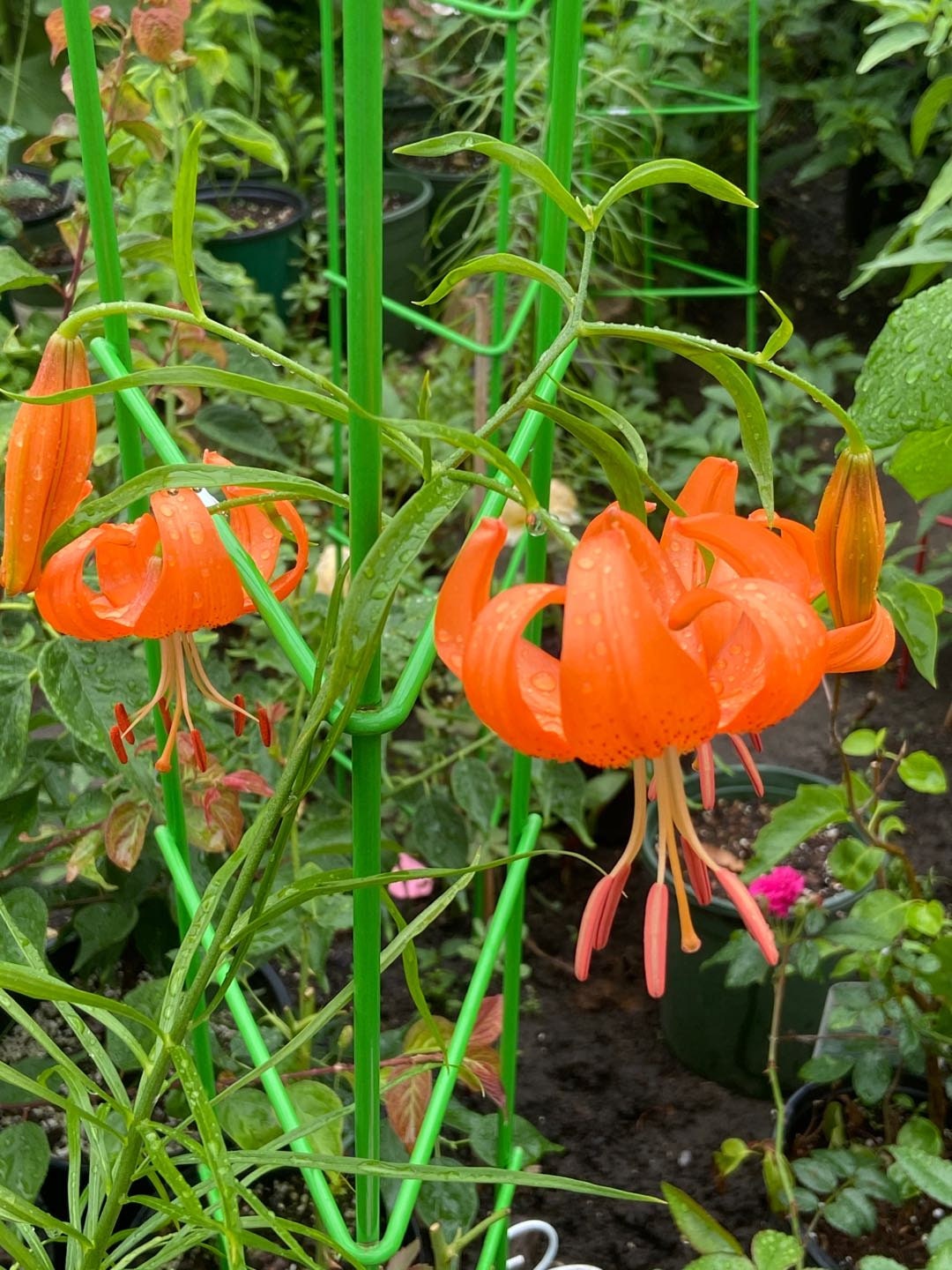 Lanzhou Lily seedling (兰州百合苗) -with 10*10cm pot- Organic Backyard Grown, Edible & Ornamental,Blooms Same Year-free shipping