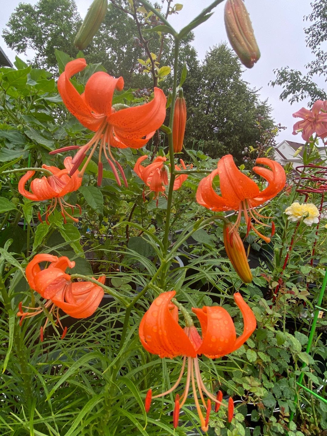 Lanzhou Lily seedling (兰州百合苗) -with 10*10cm pot- Organic Backyard Grown, Edible & Ornamental,Blooms Same Year-free shipping