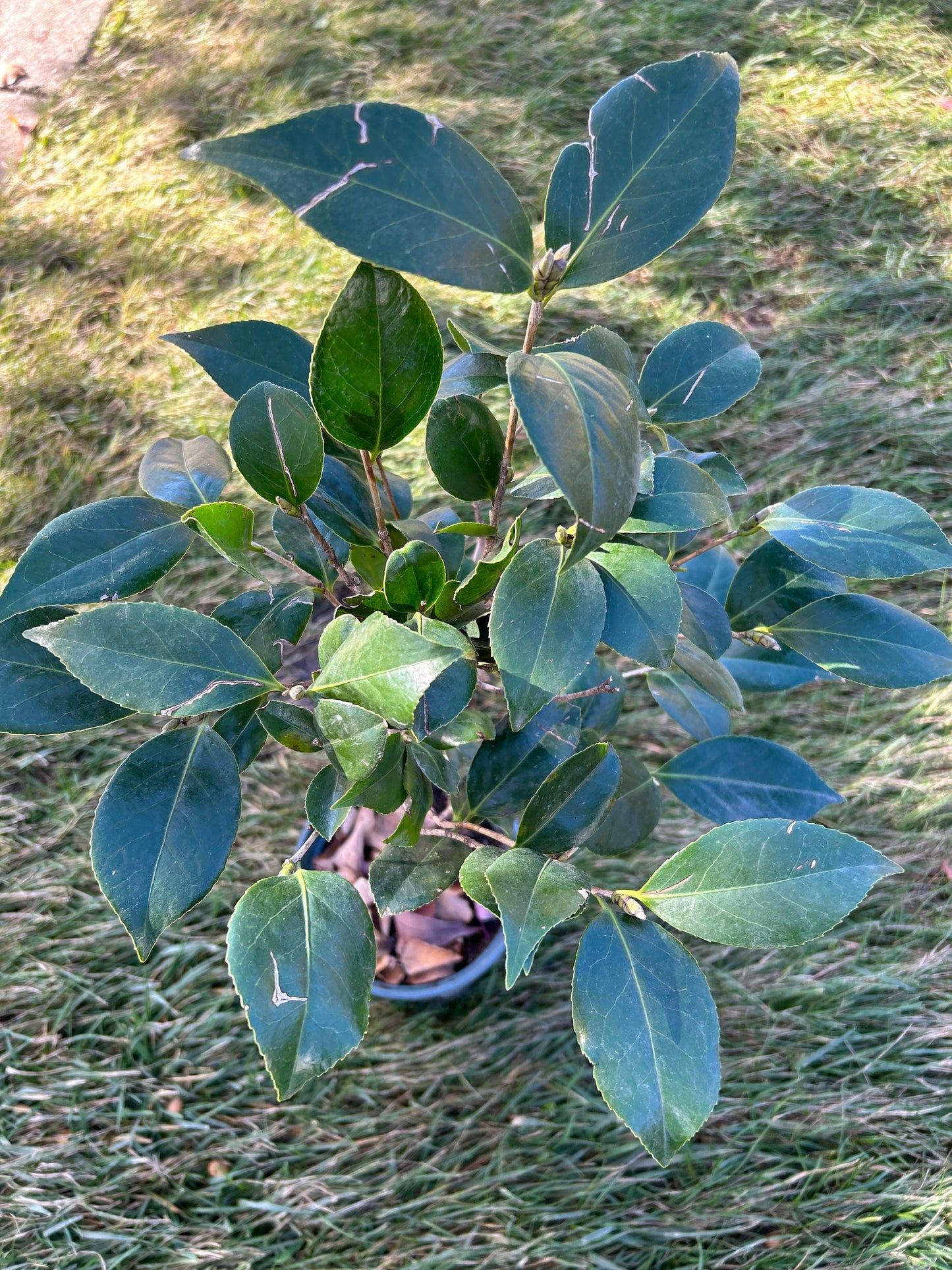 Living Plant: Yulinglong Camellia / 玉铃珑茶花 - in 5-Gallon Size