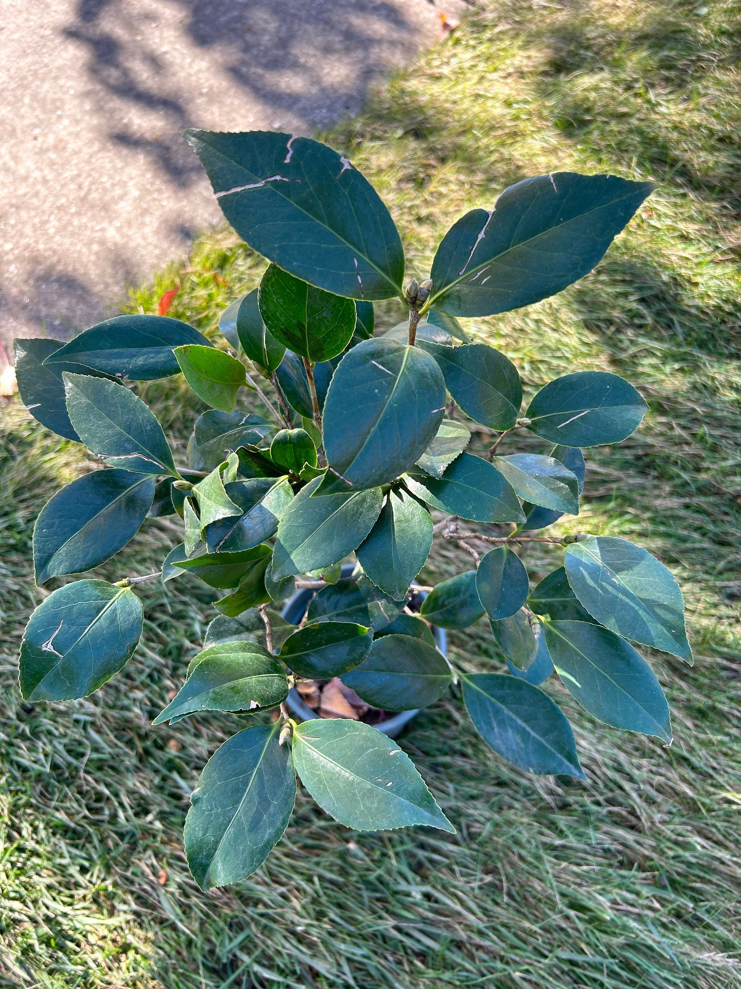 Living Plant: Yulinglong Camellia / 玉铃珑茶花 - in 5-Gallon Size