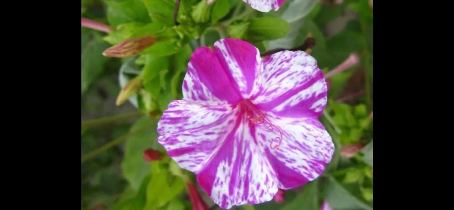 Striped Multicolored Purple Mallow Mix /紫苿莉彩条混色- 20 Seeds per Pack, Free Shipping